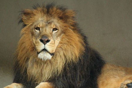 lion
